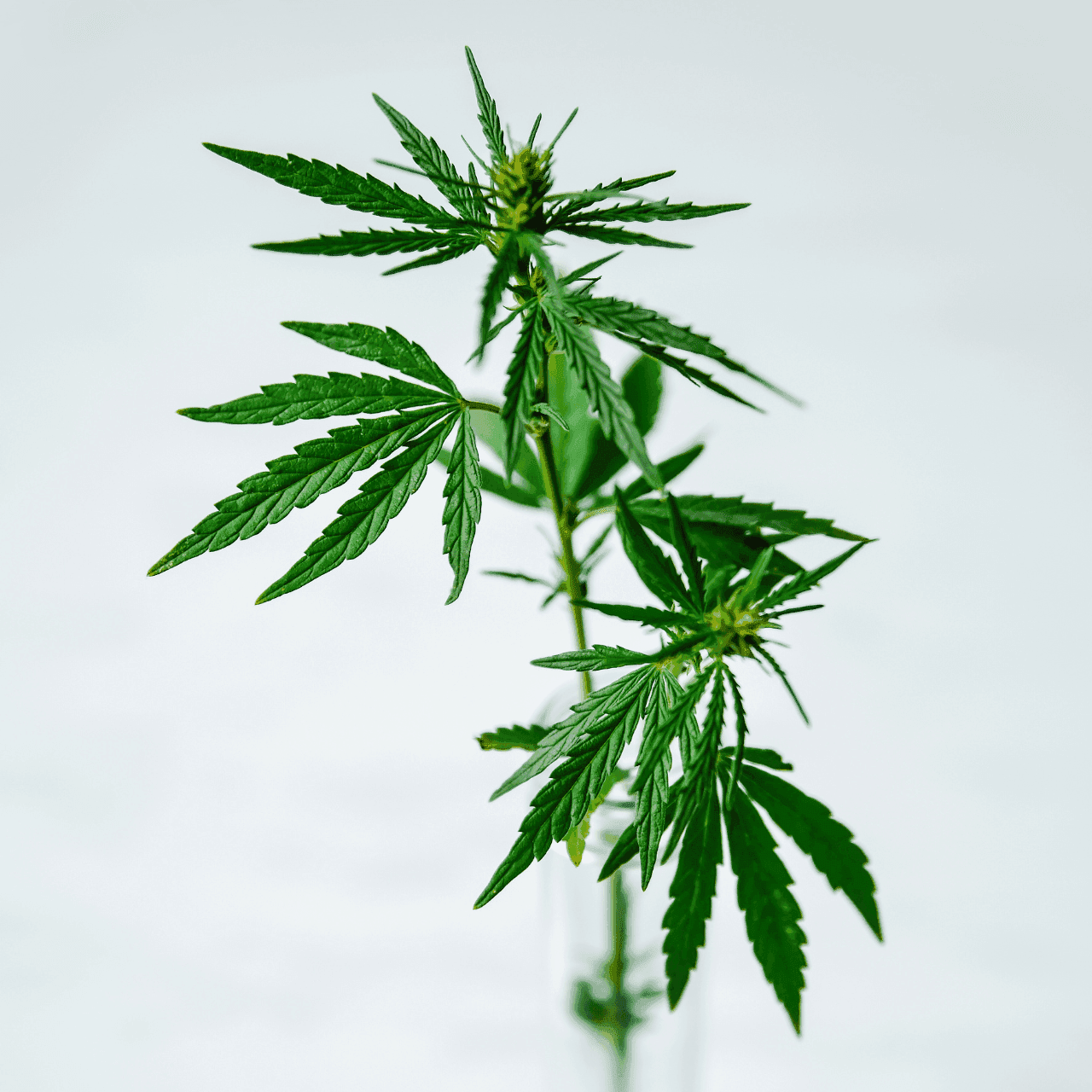 Cannabispflanze vor weißem Hintergrund